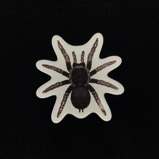 Brazilian Black Tarantula Acrylic Magnet Enclosure Tag (Grammostola pulchra) from The Silk Ranch / The Morph Archive