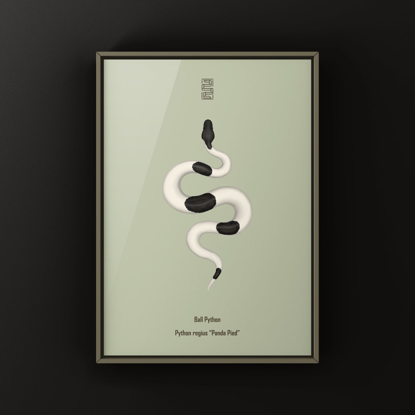 Panda Pied Ball Python Art Print from The Silk Ranch