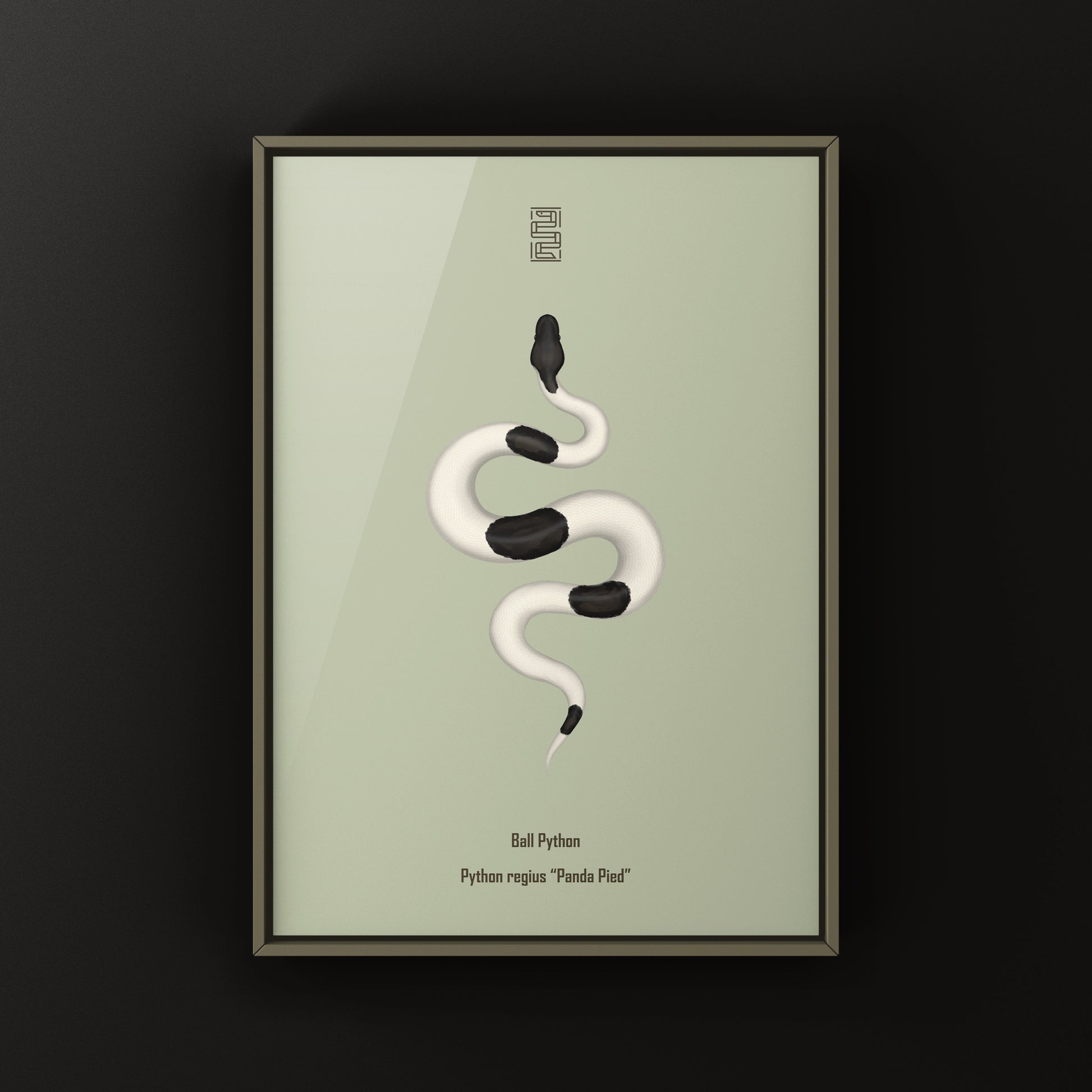 Panda Pied Ball Python Art Print from The Silk Ranch