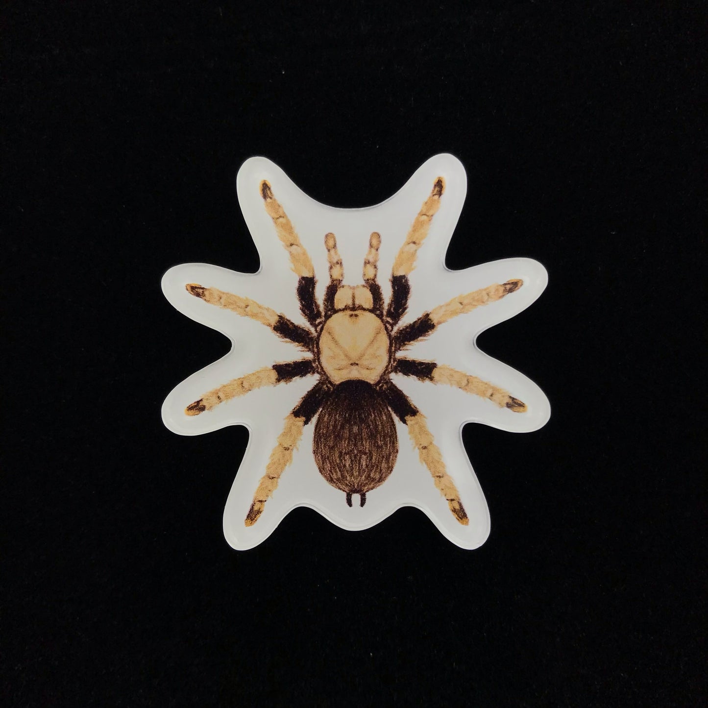 Arizona Blonde Tarantula Acrylic Magnet Enclosure Tag (Aphonopelma chalcodes) from The Silk Ranch / The Morph Archive