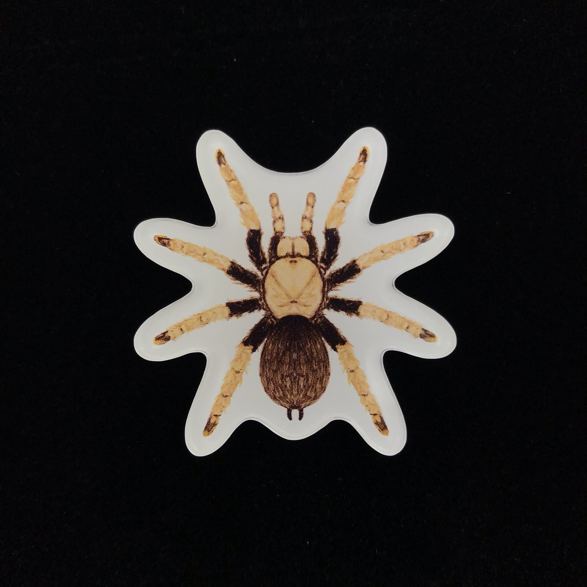 Arizona Blonde Tarantula Acrylic Magnet Enclosure Tag (Aphonopelma chalcodes) from The Silk Ranch / The Morph Archive