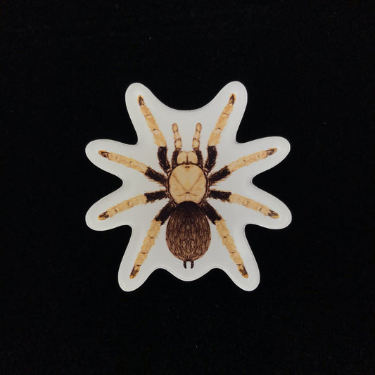 Arizona Blonde Tarantula Acrylic Magnet Enclosure Tag (Aphonopelma chalcodes) from The Silk Ranch / The Morph Archive