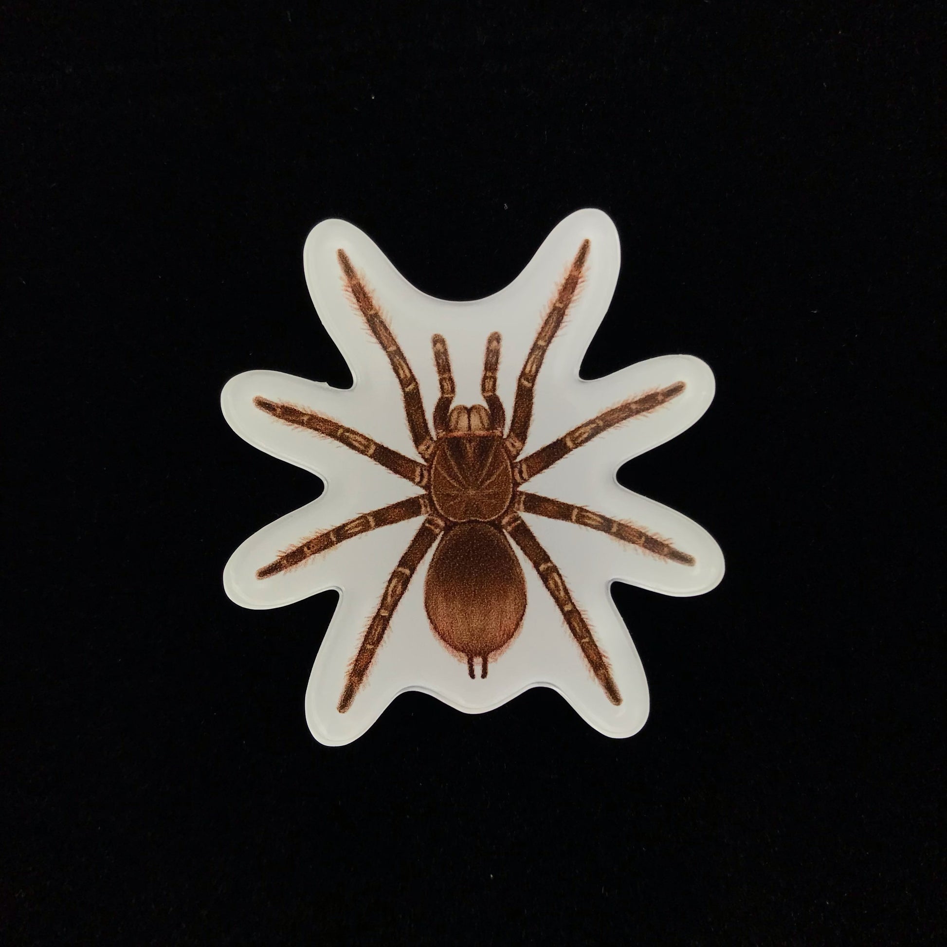 Burgundy Goliath Birdeater Tarantula Acrylic Magnet Enclosure Tag (Theraphosa stirmi) from The Silk Ranch / The Morph Archive