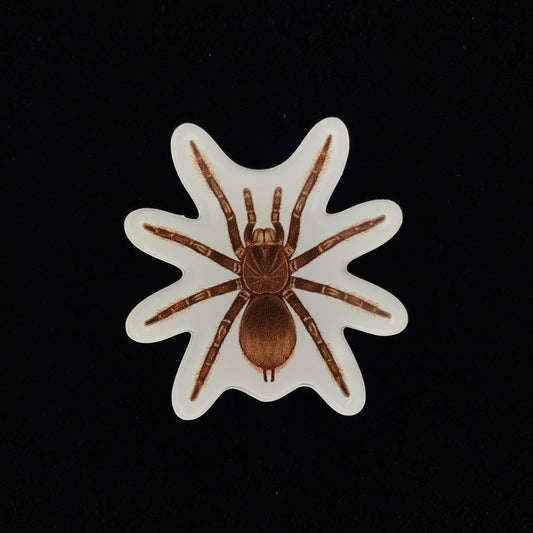 Burgundy Goliath Birdeater Tarantula Acrylic Magnet Enclosure Tag (Theraphosa stirmi) from The Silk Ranch / The Morph Archive