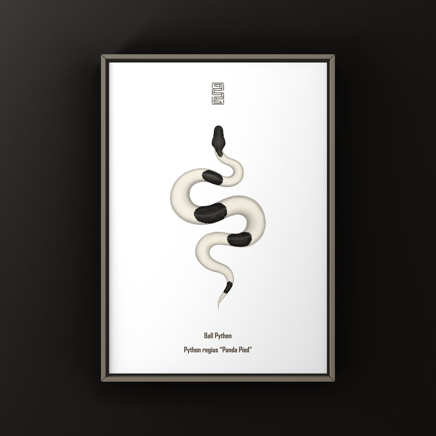 Panda Pied Ball Python Art Print from The Silk Ranch