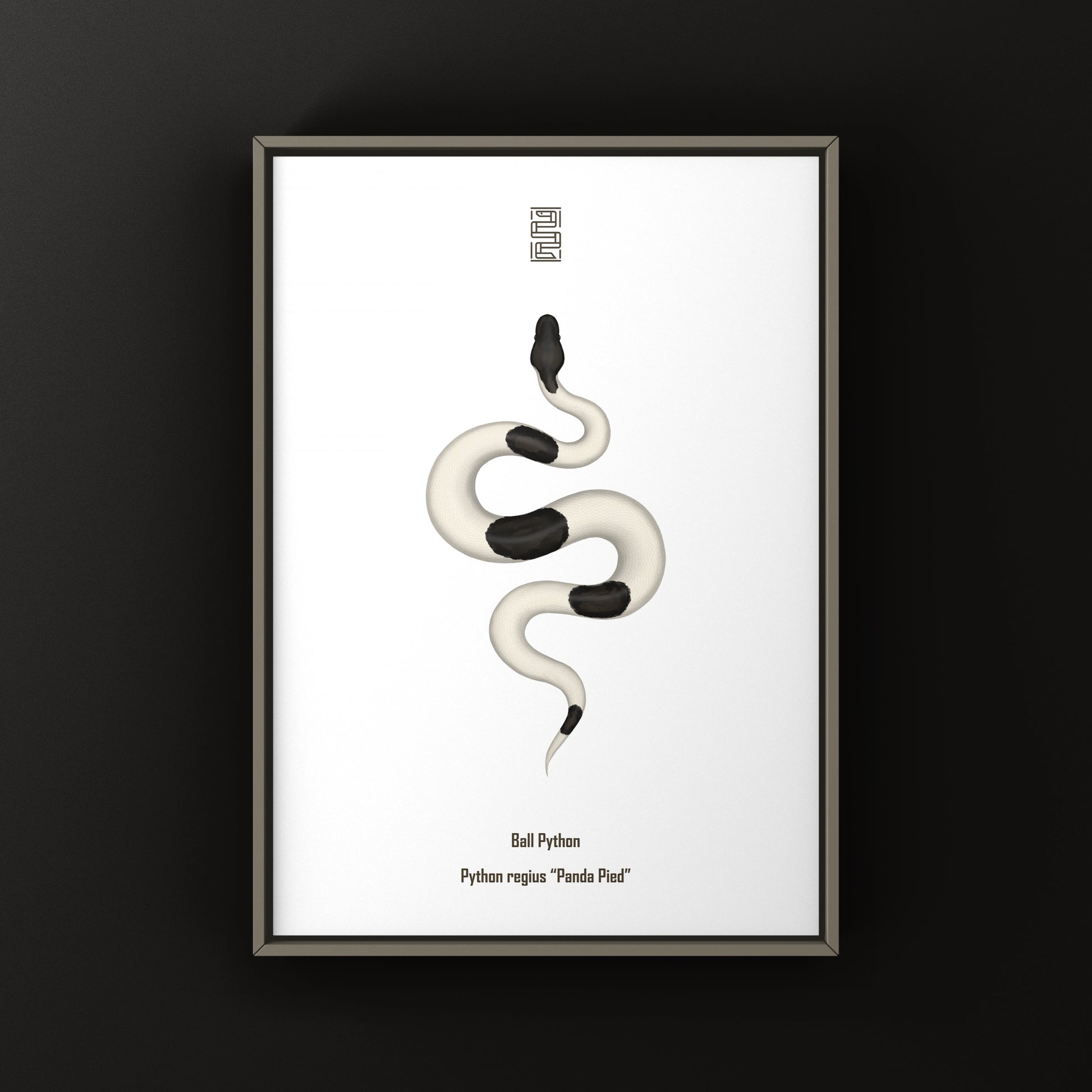 Panda Pied Ball Python Art Print from The Silk Ranch