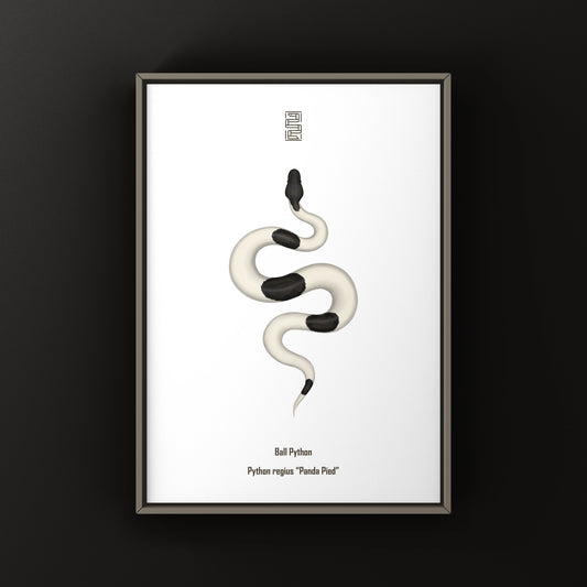 Panda Pied Ball Python Art Print from The Silk Ranch