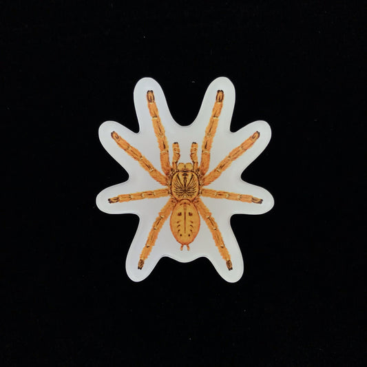 Orange Baboon Tarantula Acrylic Magnet Enclosure Tag (Pterinochilus murinus) from The Silk Ranch / The Morph Archive