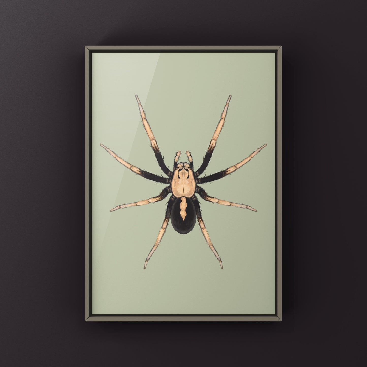 Two-toned Wolf Spider (Hoggicosa bicolor) Art Print from The Silk Ranch