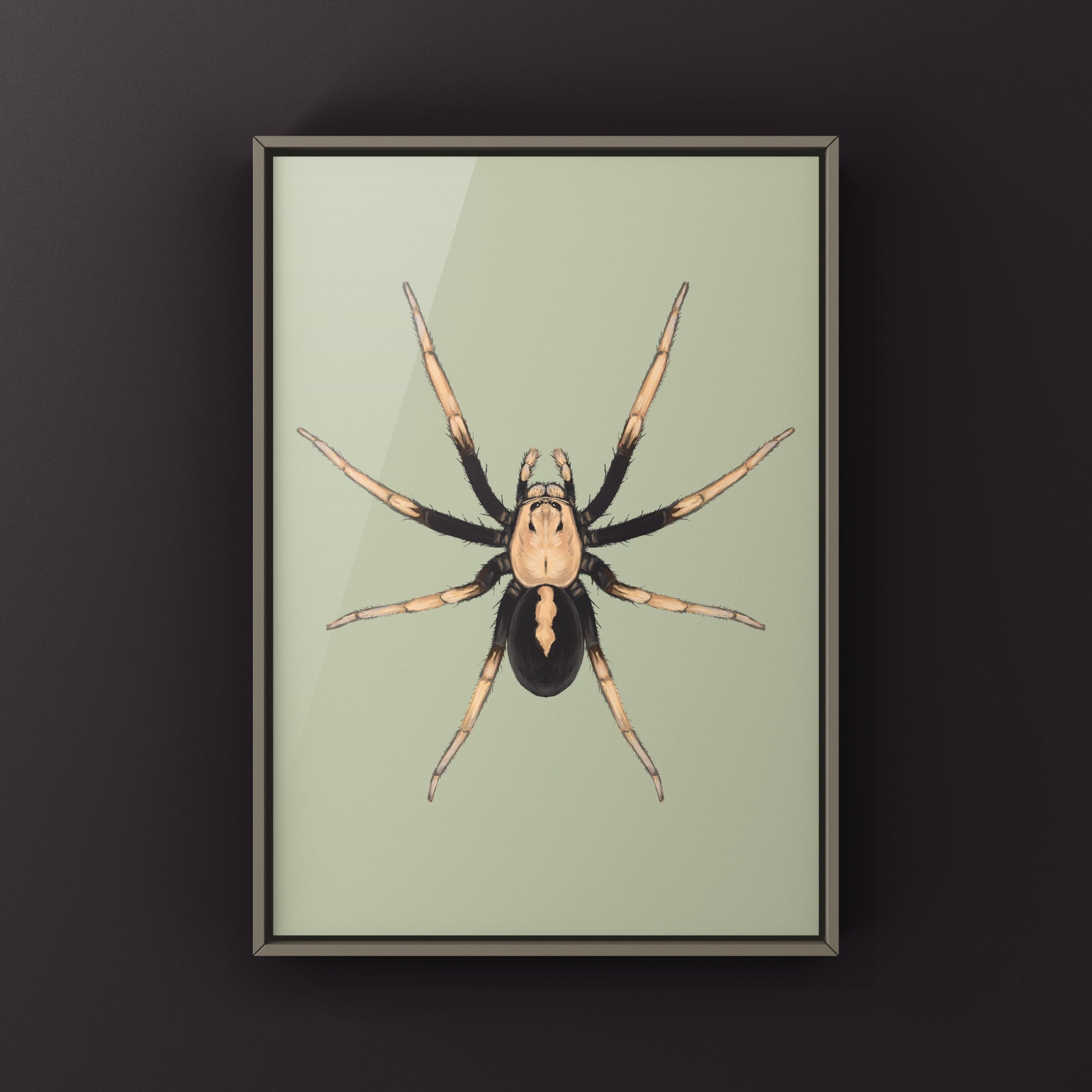 Two-toned Wolf Spider (Hoggicosa bicolor) Art Print from The Silk Ranch