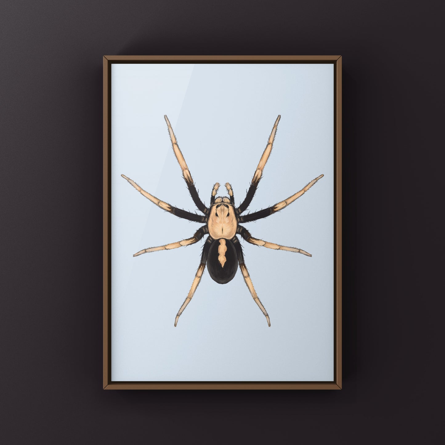 Two-toned Wolf Spider (Hoggicosa bicolor) Art Print from The Silk Ranch