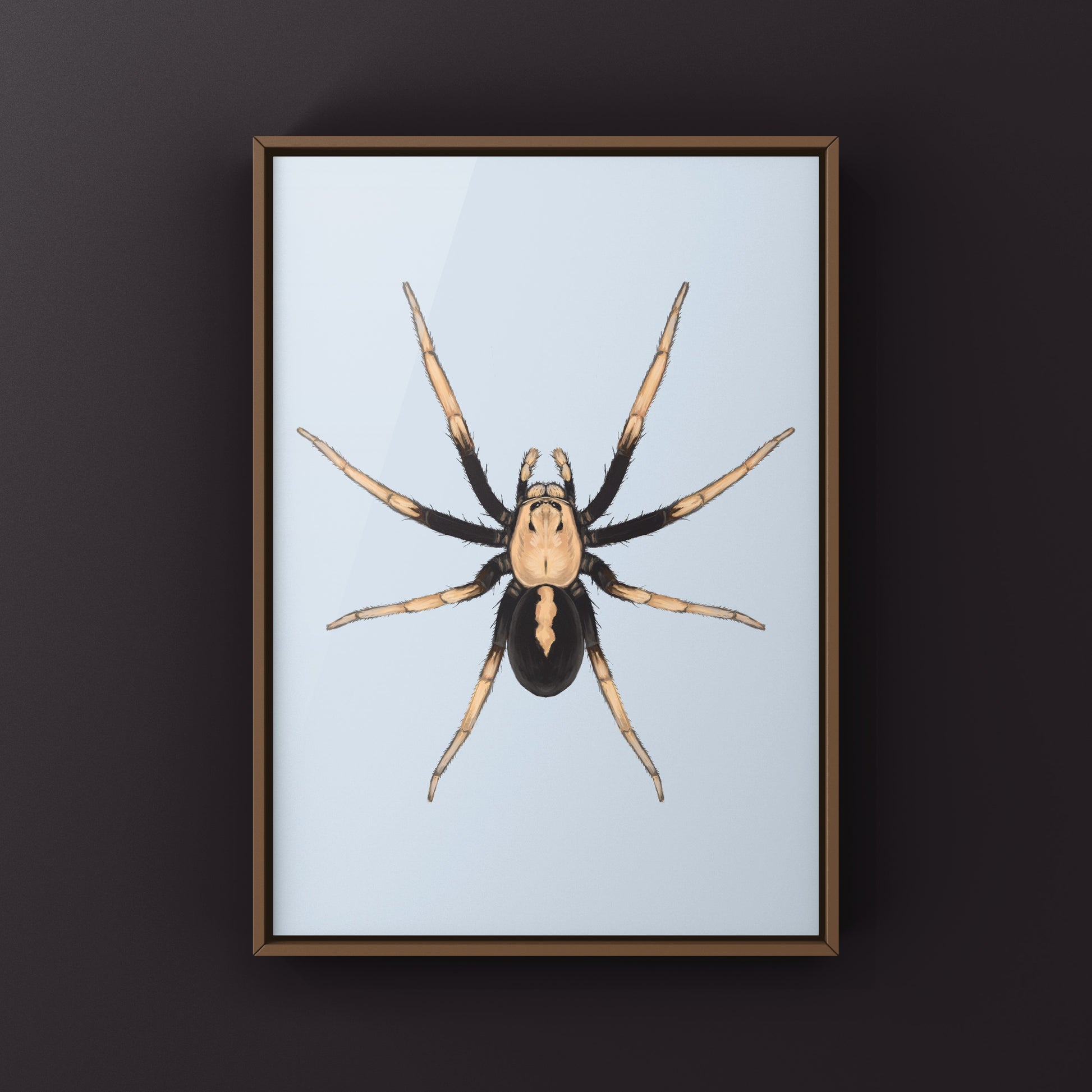 Two-toned Wolf Spider (Hoggicosa bicolor) Art Print from The Silk Ranch