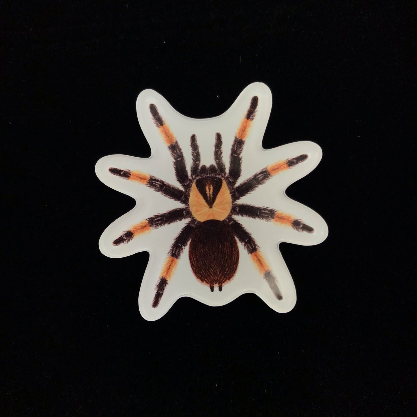 Mexican Red Leg Tarantula Acrylic Magnet Enclosure Tag (Brachypelma emilia) from The Silk Ranch / The Morph Archive