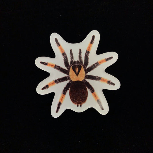Mexican Red Leg Tarantula Acrylic Magnet Enclosure Tag (Brachypelma emilia) from The Silk Ranch / The Morph Archive