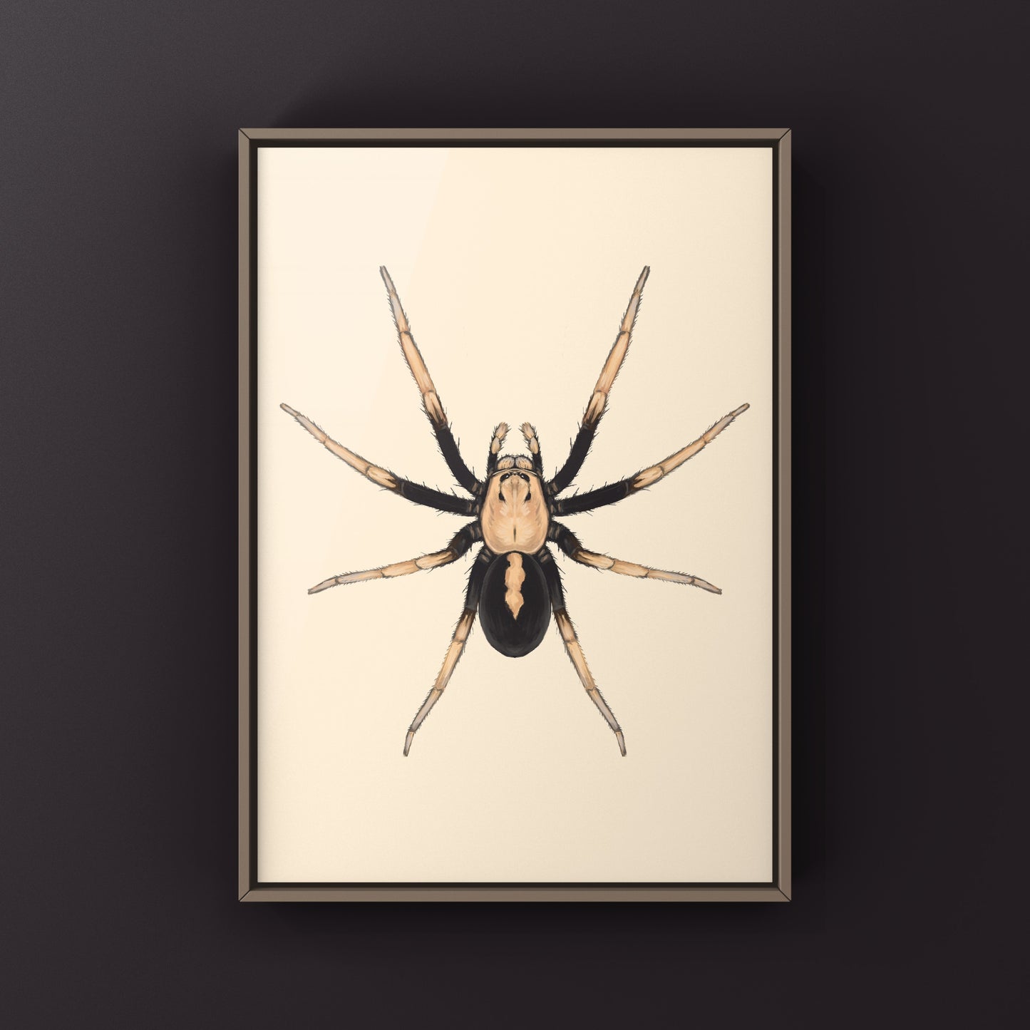 Two-toned Wolf Spider (Hoggicosa bicolor) Art Print from The Silk Ranch