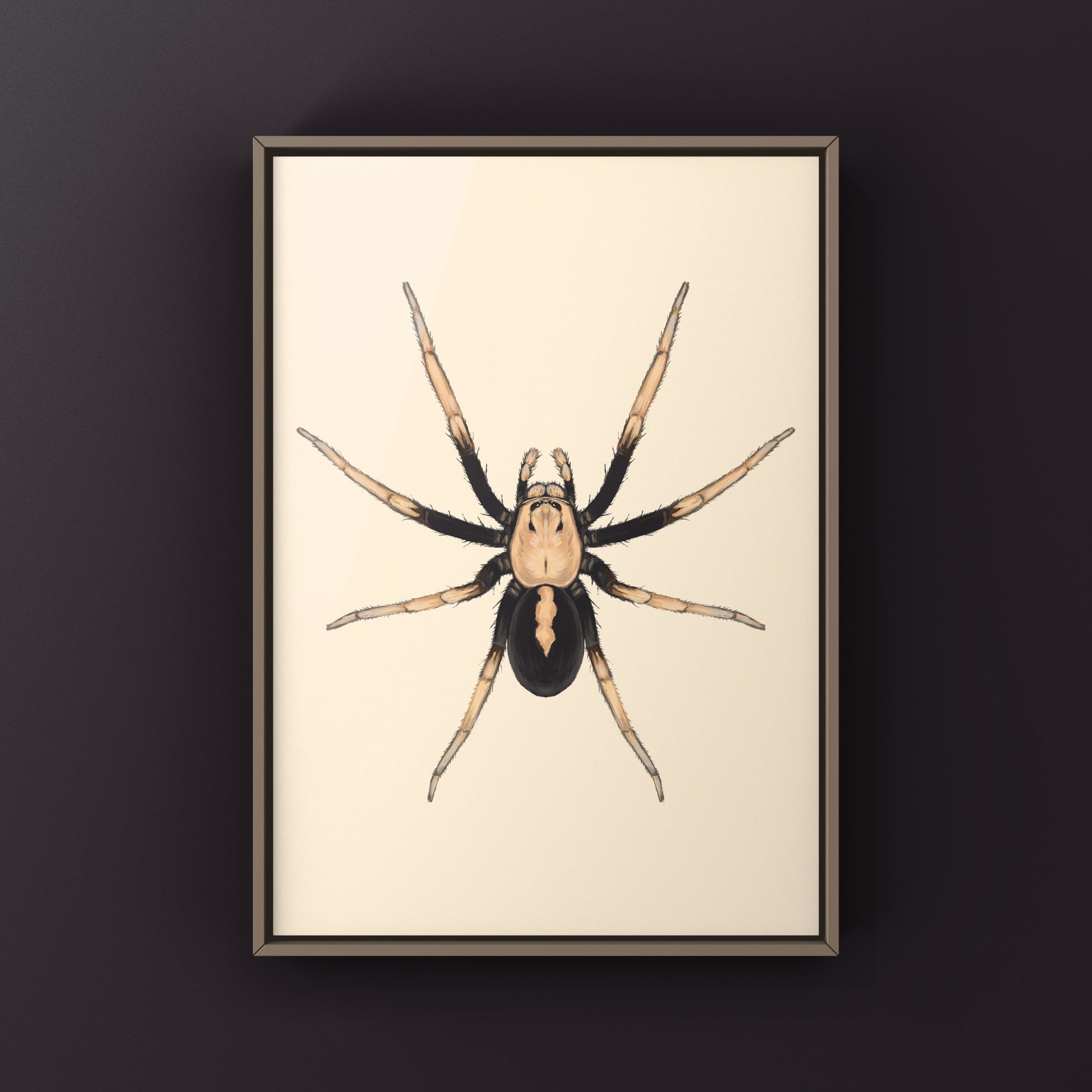 Two-toned Wolf Spider (Hoggicosa bicolor) Art Print from The Silk Ranch
