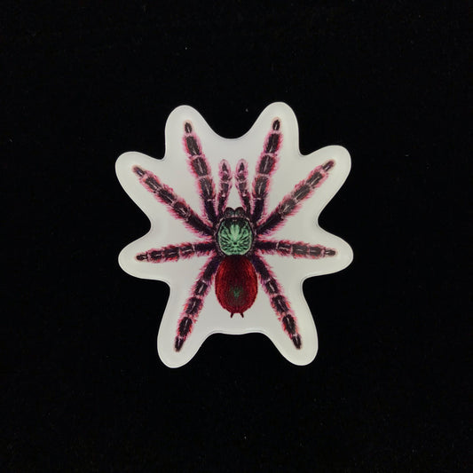Antilles Pinktoe Tarantula Acrylic Magnet Enclosure Tag (Caribena versicolor) from The Silk Ranch / The Morph Archive