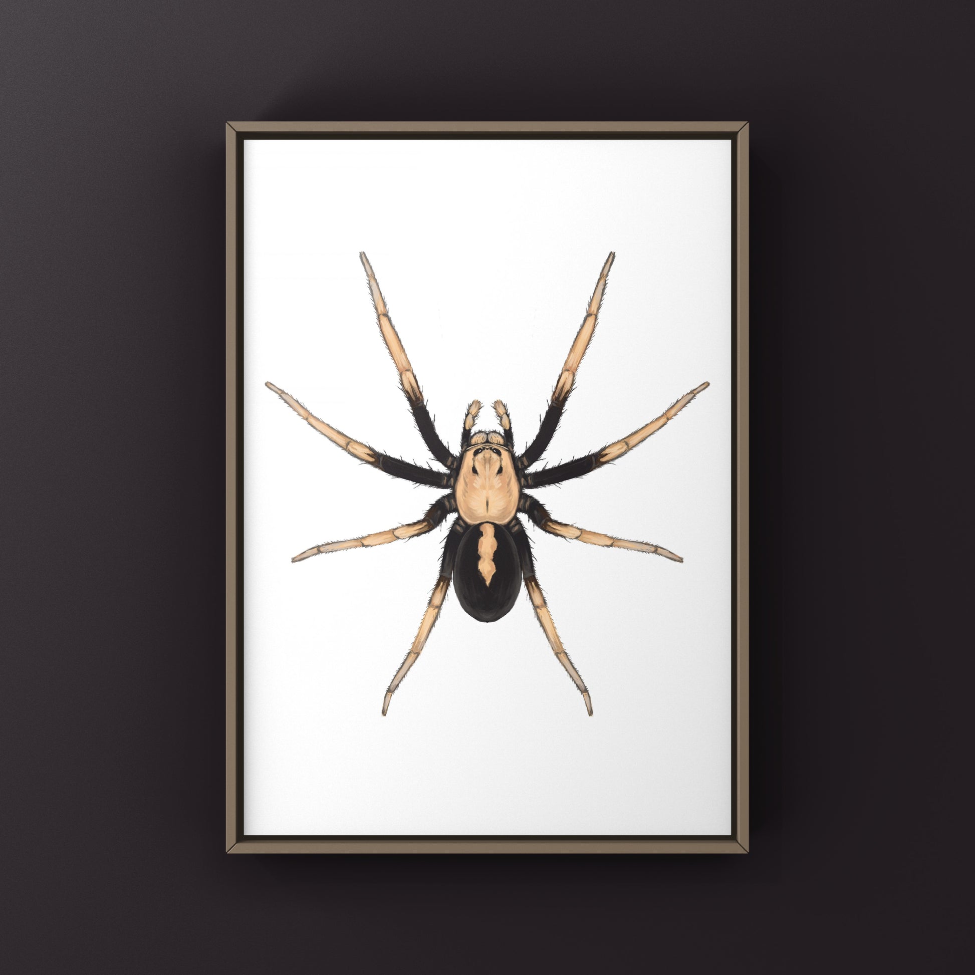 Two-toned Wolf Spider (Hoggicosa bicolor) Art Print from The Silk Ranch