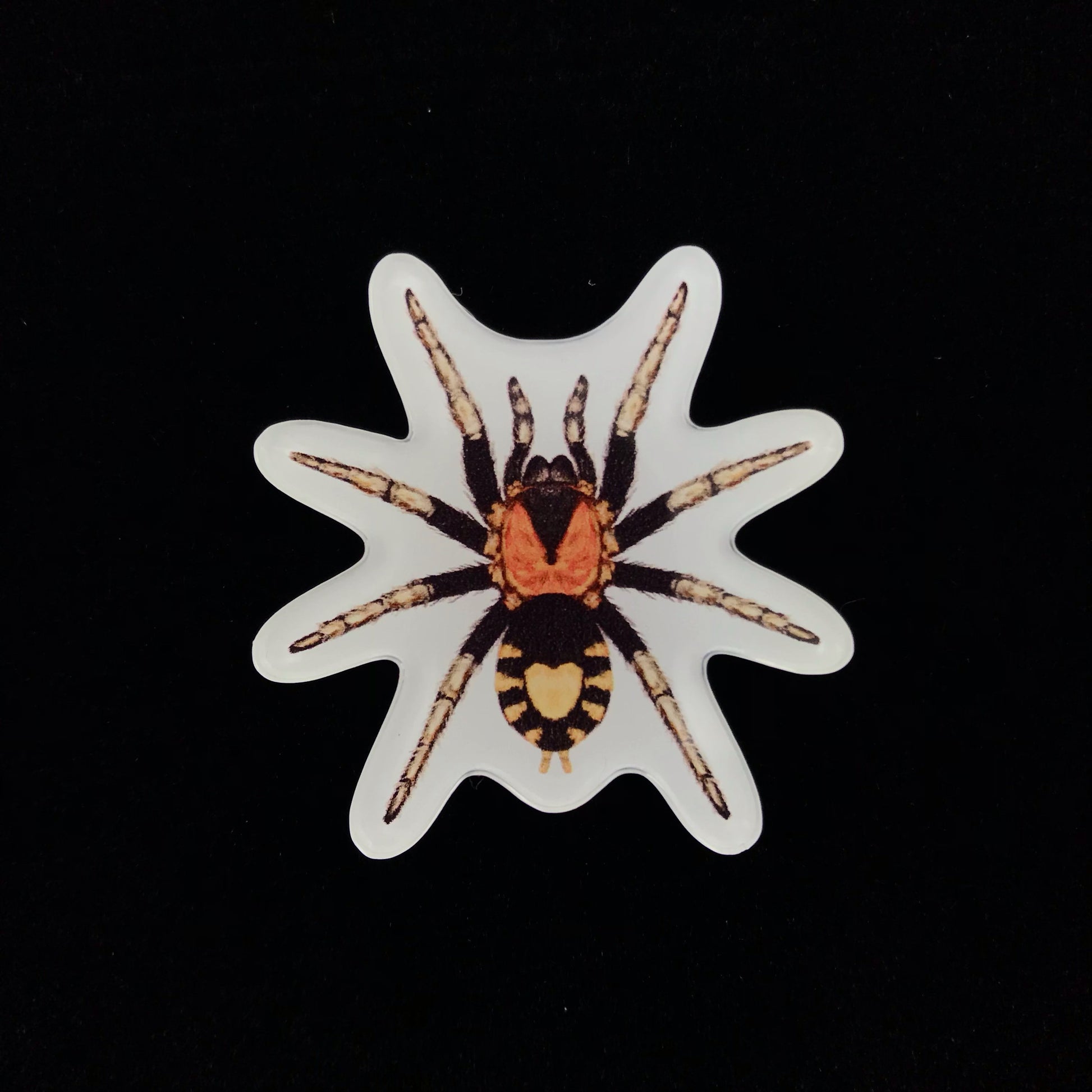 Acrylic magnet enclosure tag for Trinidad Dwarf Tarantula (Cyriocosmus elegans), featuring branding from The Silk Ranch and The Morph Archive.