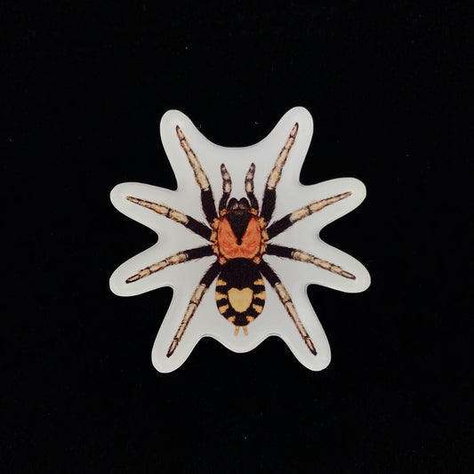 Trinidad Dwarf Tarantula Acrylic Magnet Enclosure Tag (Cyriocosmus elegans) from The Silk Ranch / The Morph Archive
