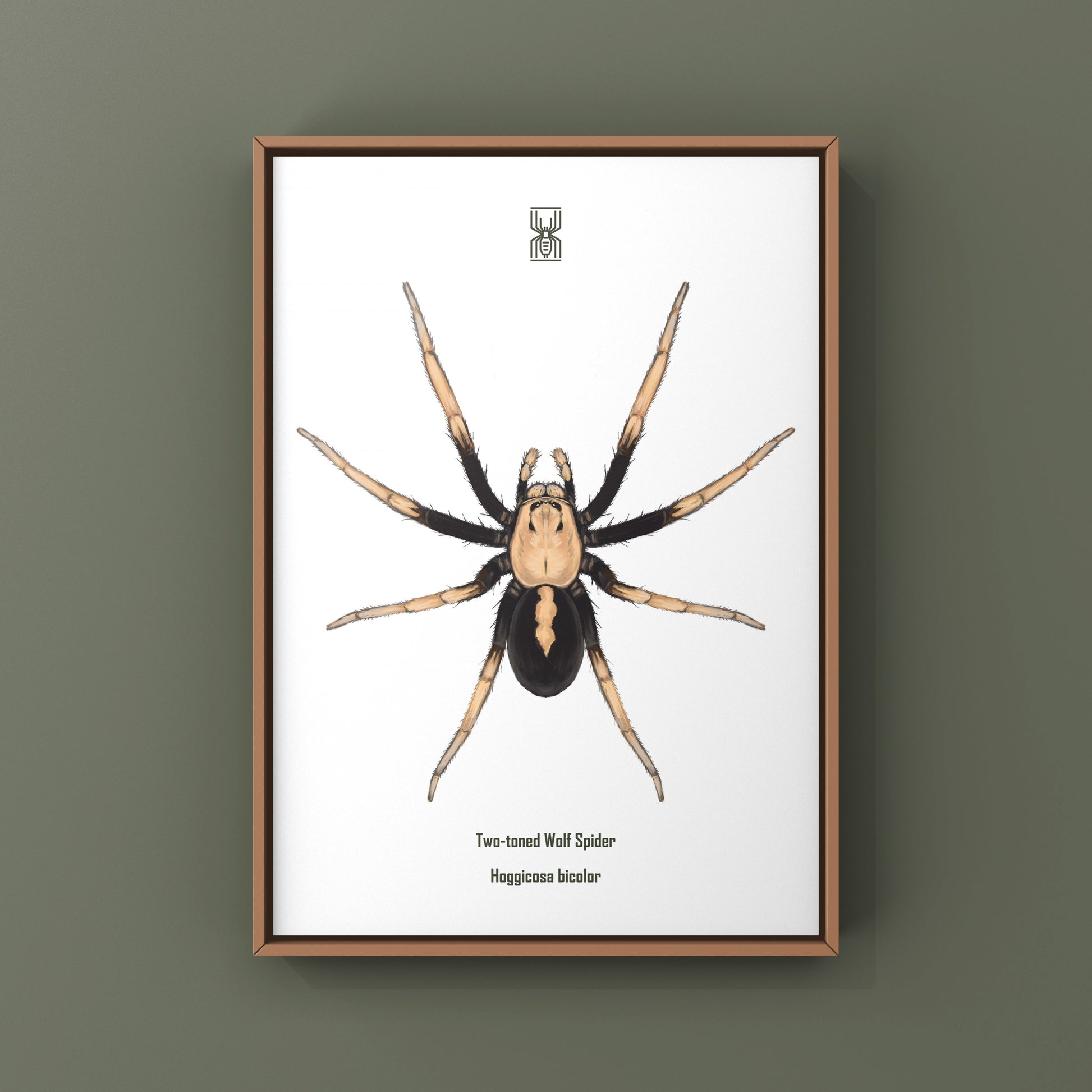Two-toned Wolf Spider (Hoggicosa bicolor) Art Print from The Silk Ranch