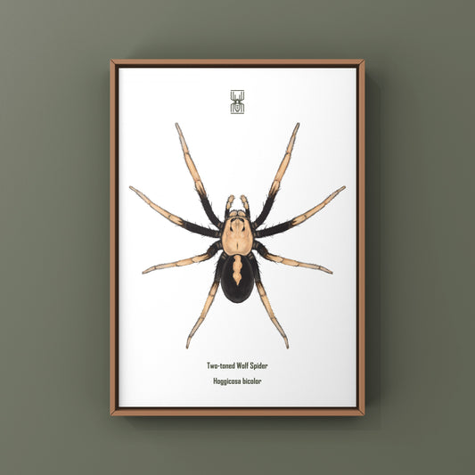 Two-toned Wolf Spider (Hoggicosa bicolor) Art Print from The Silk Ranch