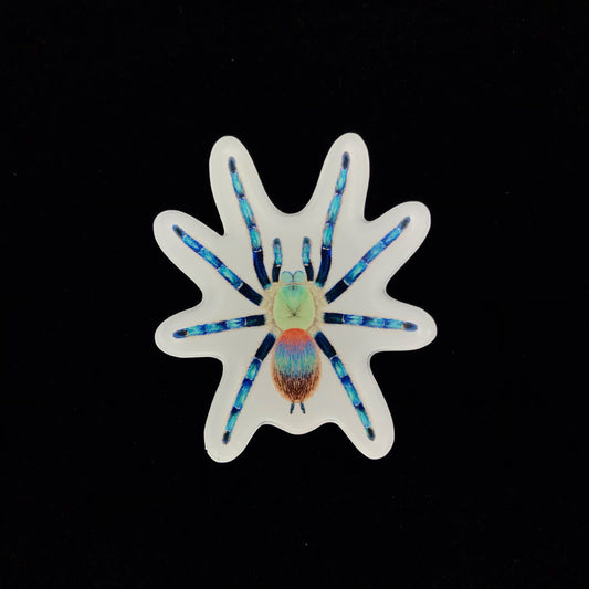 Brazilian Blue Dwarf Beauty Tarantula Acrylic Magnet Enclosure Tag (Dolichothele diamantinensis) from The Silk Ranch / The Morph Archive