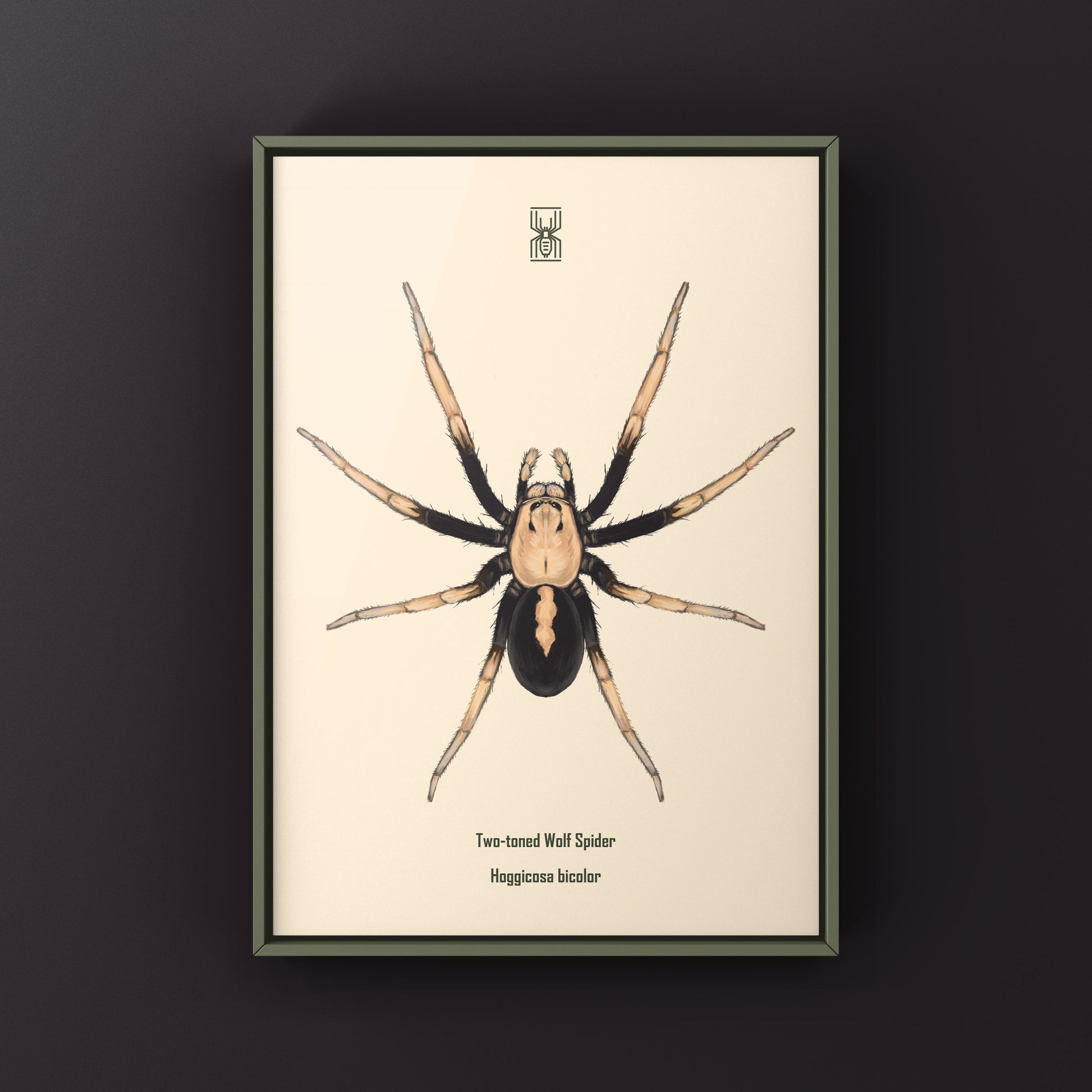 Two-toned Wolf Spider (Hoggicosa bicolor) Art Print from The Silk Ranch