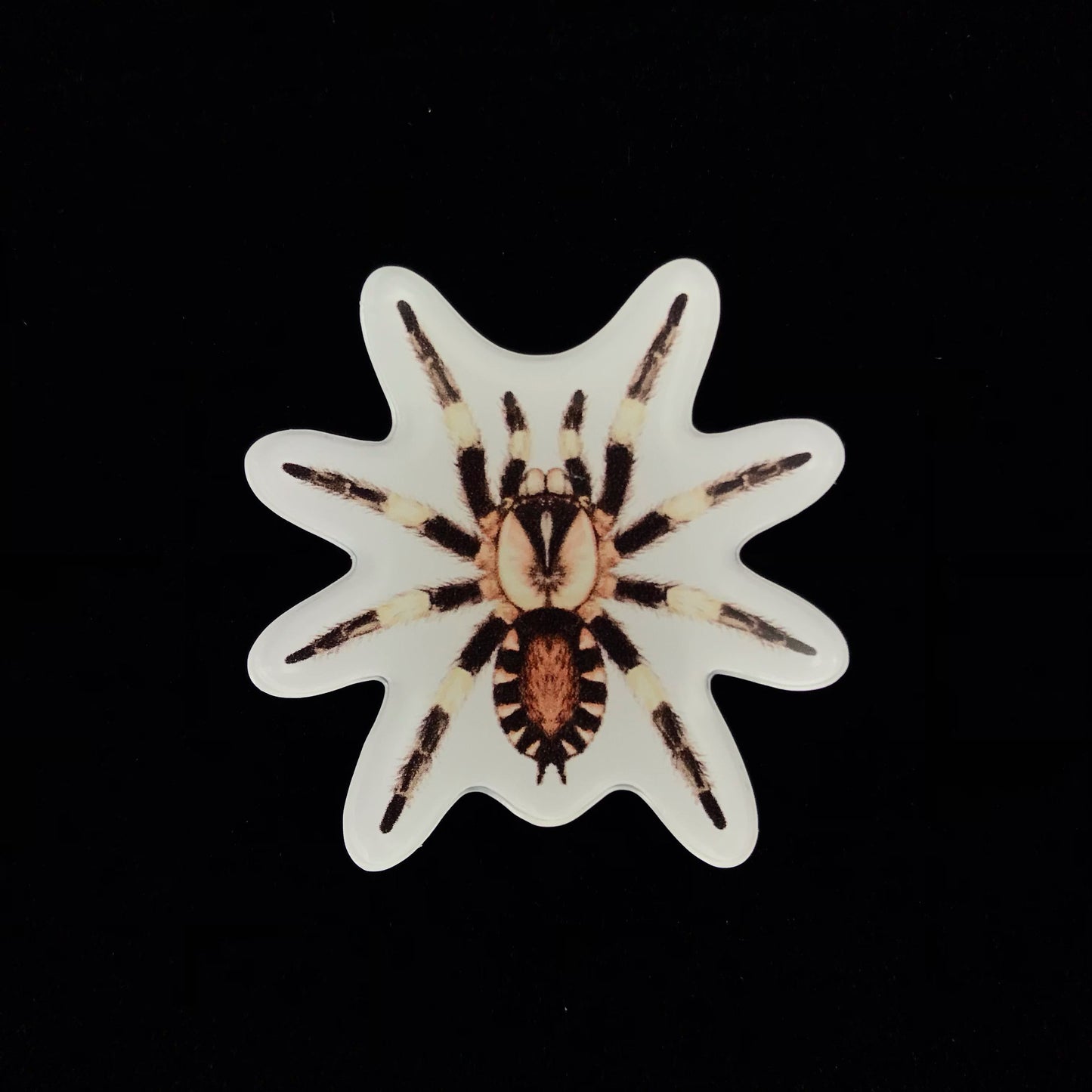 Peruvian Black And White Tarantula Acrylic Magnet Enclosure Tag (Cyriocosmus ritae) from The Silk Ranch / The Morph Archive