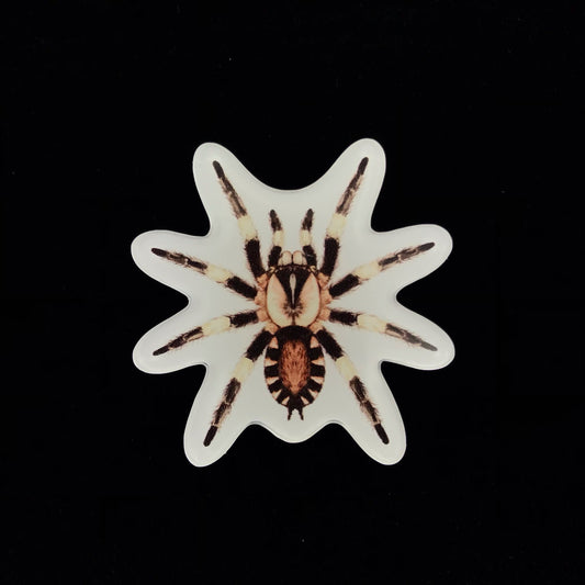 Peruvian Black And White Tarantula Acrylic Magnet Enclosure Tag (Cyriocosmus ritae) from The Silk Ranch / The Morph Archive