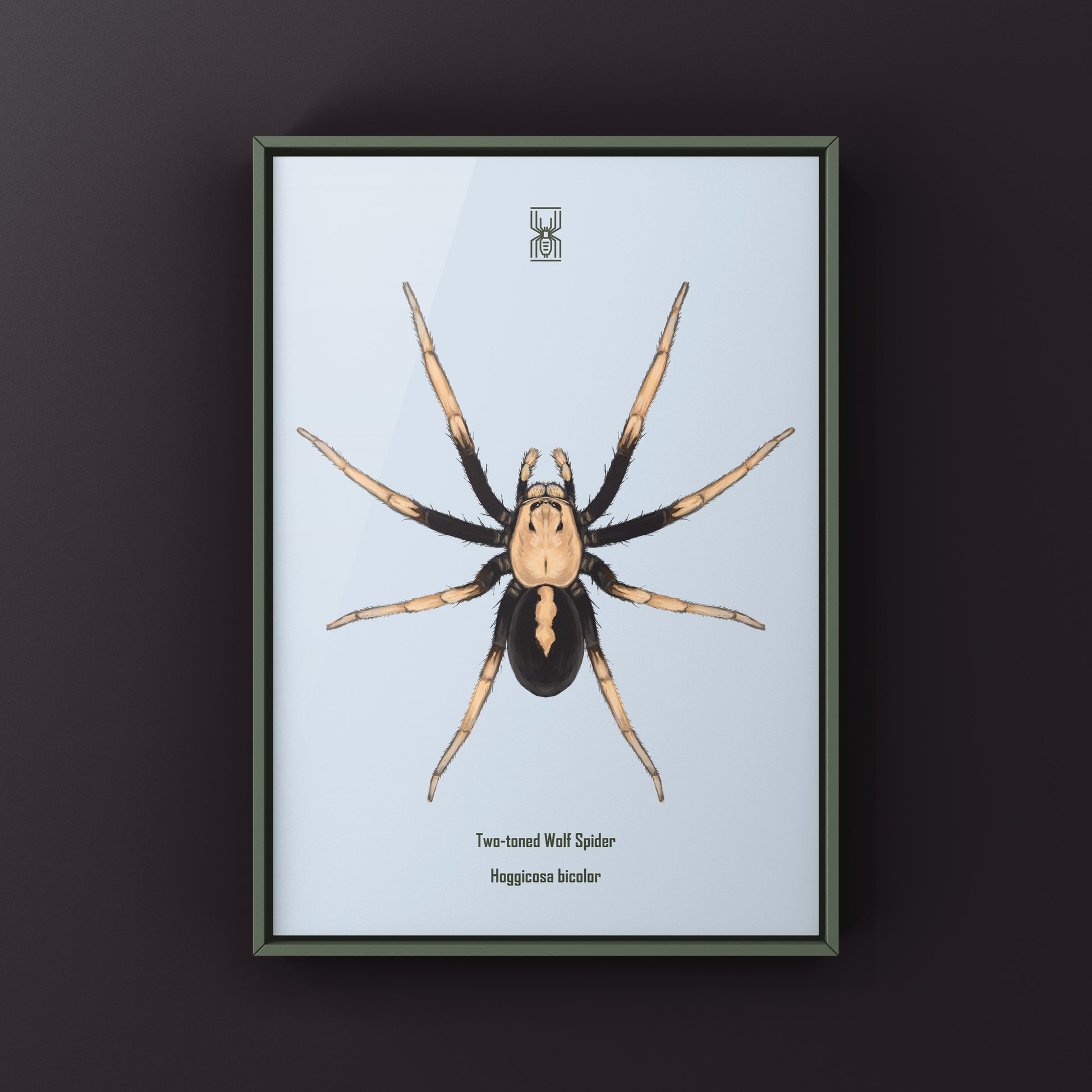 Two-toned Wolf Spider (Hoggicosa bicolor) Art Print from The Silk Ranch