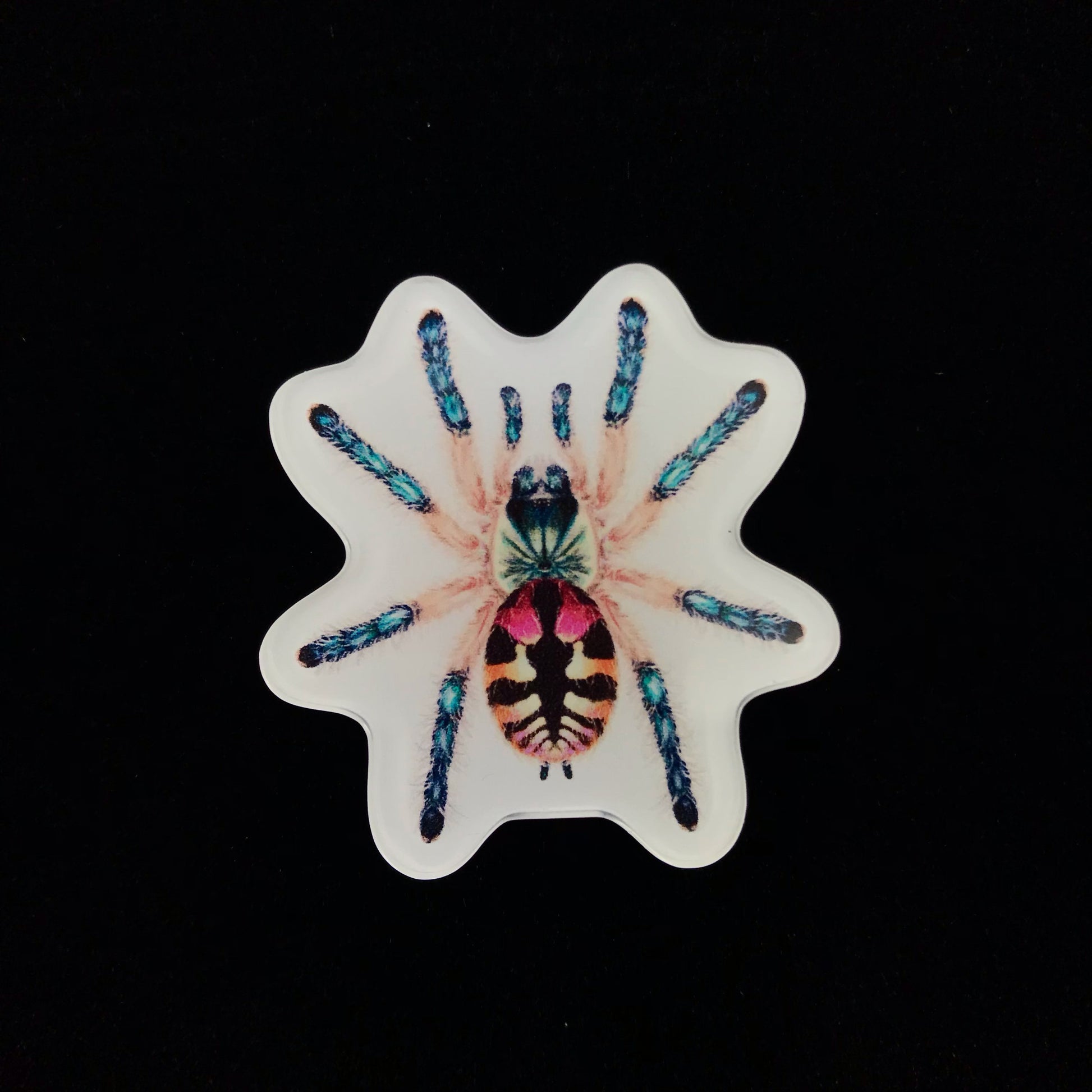 Brazilian Jewel Tarantula Acrylic Magnet Enclosure Tag (Typhochlaena seladonia) from The Silk Ranch / The Morph Archive