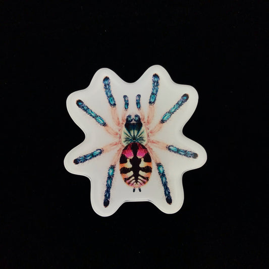 Brazilian Jewel Tarantula Acrylic Magnet Enclosure Tag (Typhochlaena seladonia) from The Silk Ranch / The Morph Archive