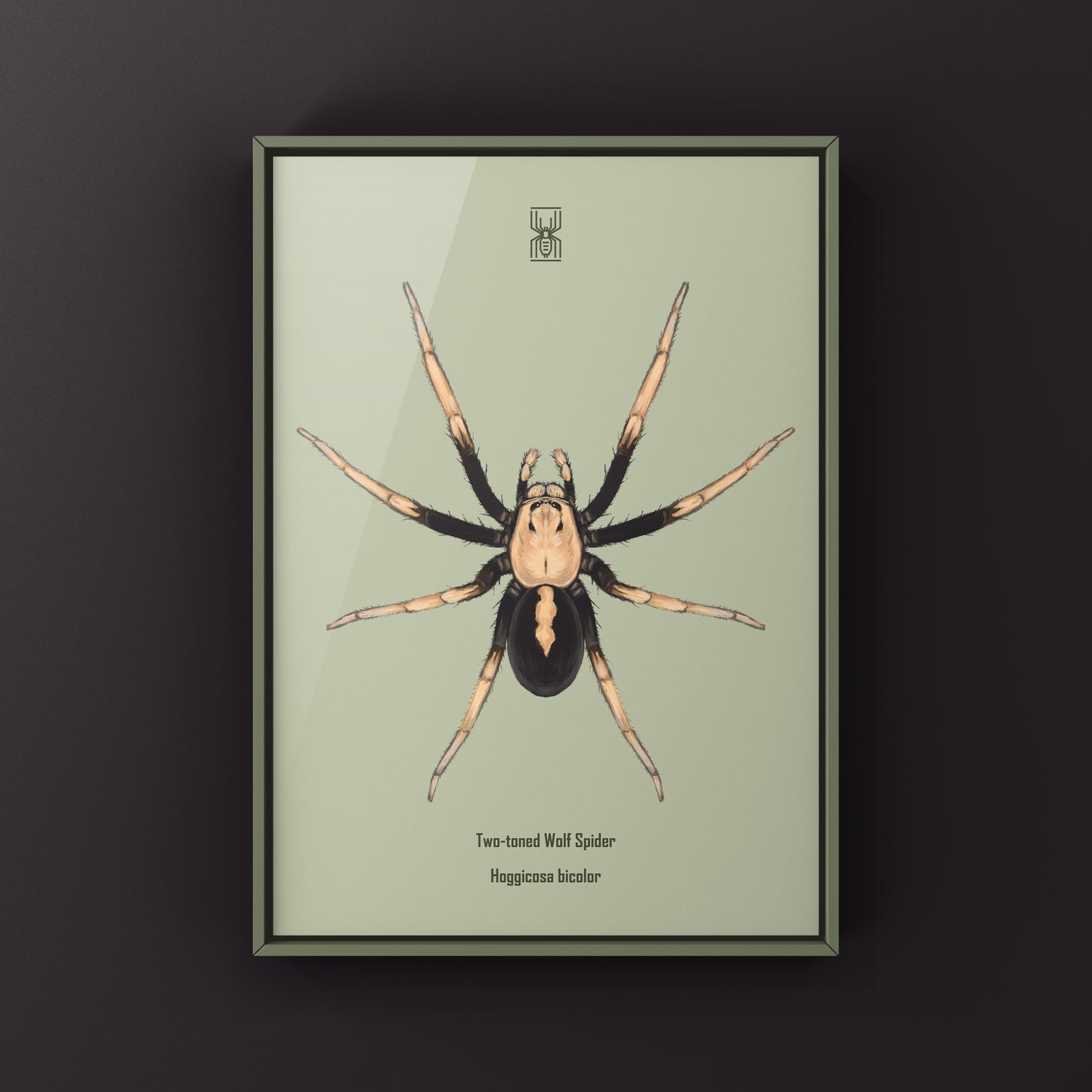 Two-toned Wolf Spider (Hoggicosa bicolor) Art Print from The Silk Ranch