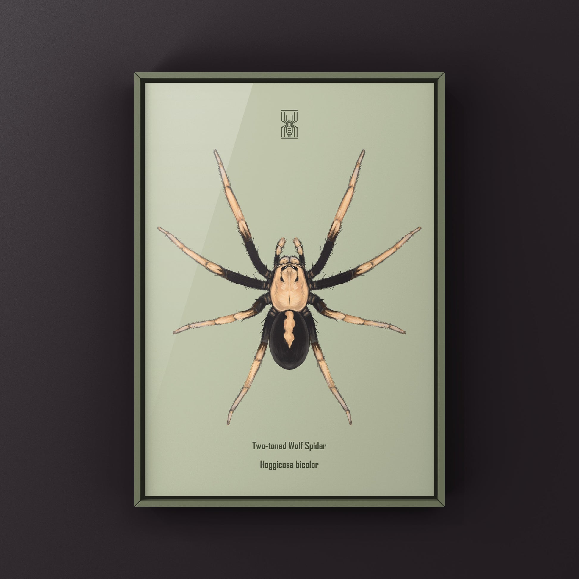 Two-toned Wolf Spider (Hoggicosa bicolor) Art Print from The Silk Ranch