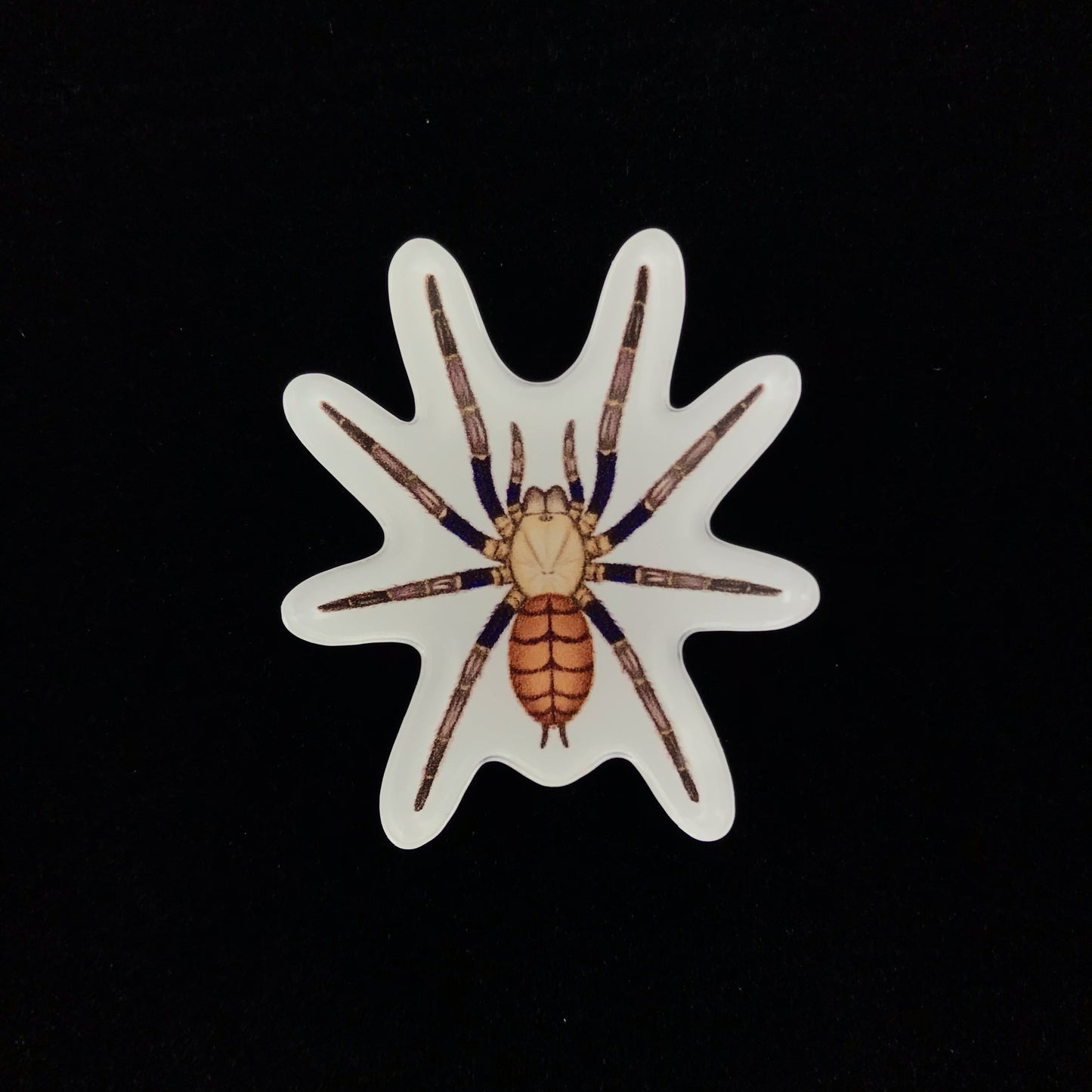Indian Violet Tarantula Acrylic Magnet Enclosure Tag (Chilobrachys fimbriatus) from The Silk Ranch / The Morph Archive