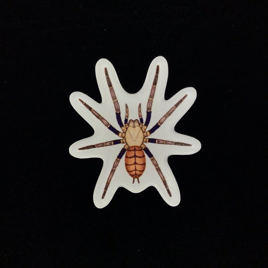 Indian Violet Tarantula Acrylic Magnet Enclosure Tag (Chilobrachys fimbriatus) from The Silk Ranch / The Morph Archive