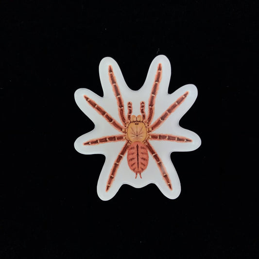 Peach Earth Tiger Tarantula Acrylic Magnet Enclosure Tag (Aspinochilus rufus) from The Silk Ranch / The Morph Archive