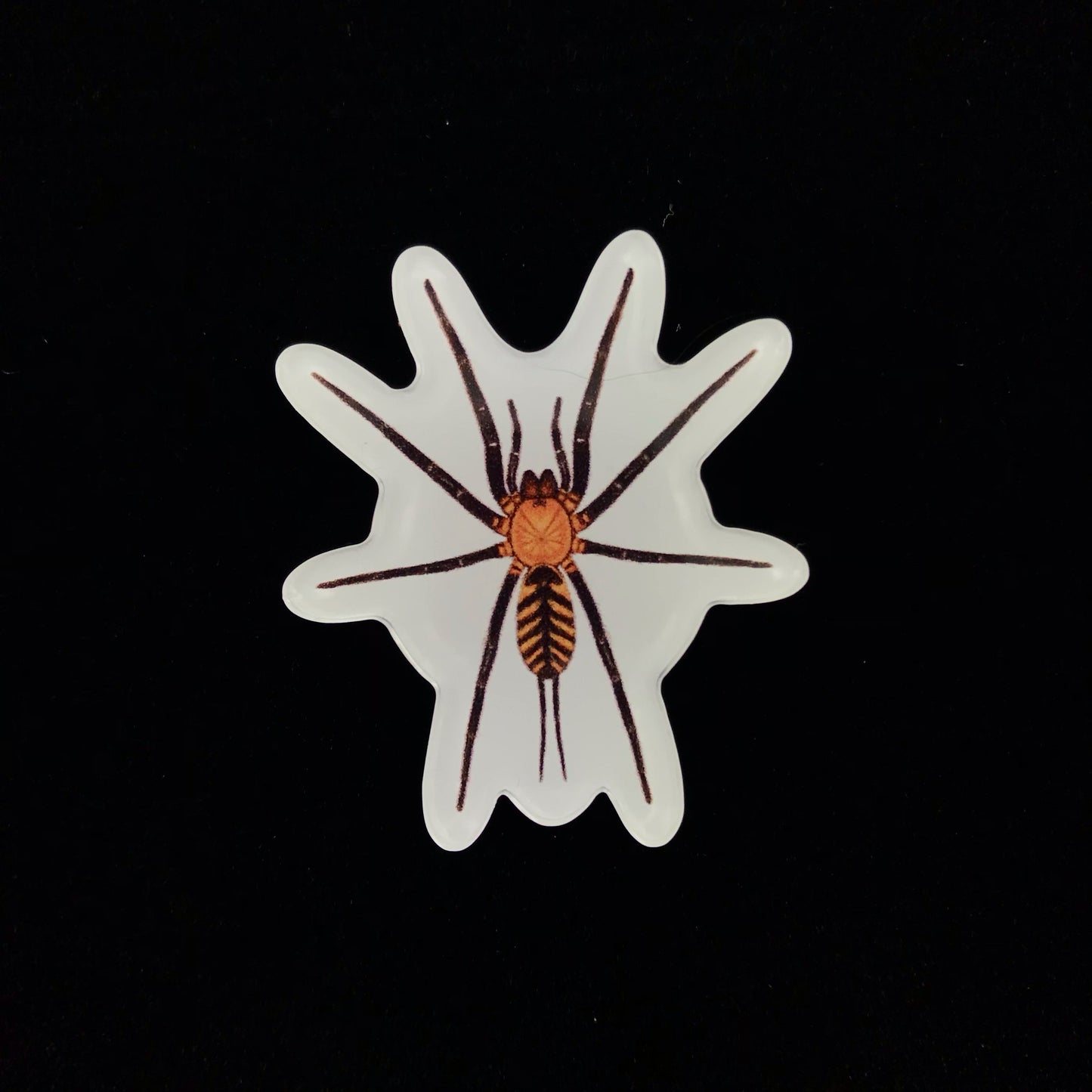 Tiger Curtain Web Spider Acrylic Magnet Enclosure Tag (Linothele fallax) from The Silk Ranch / The Morph Archive