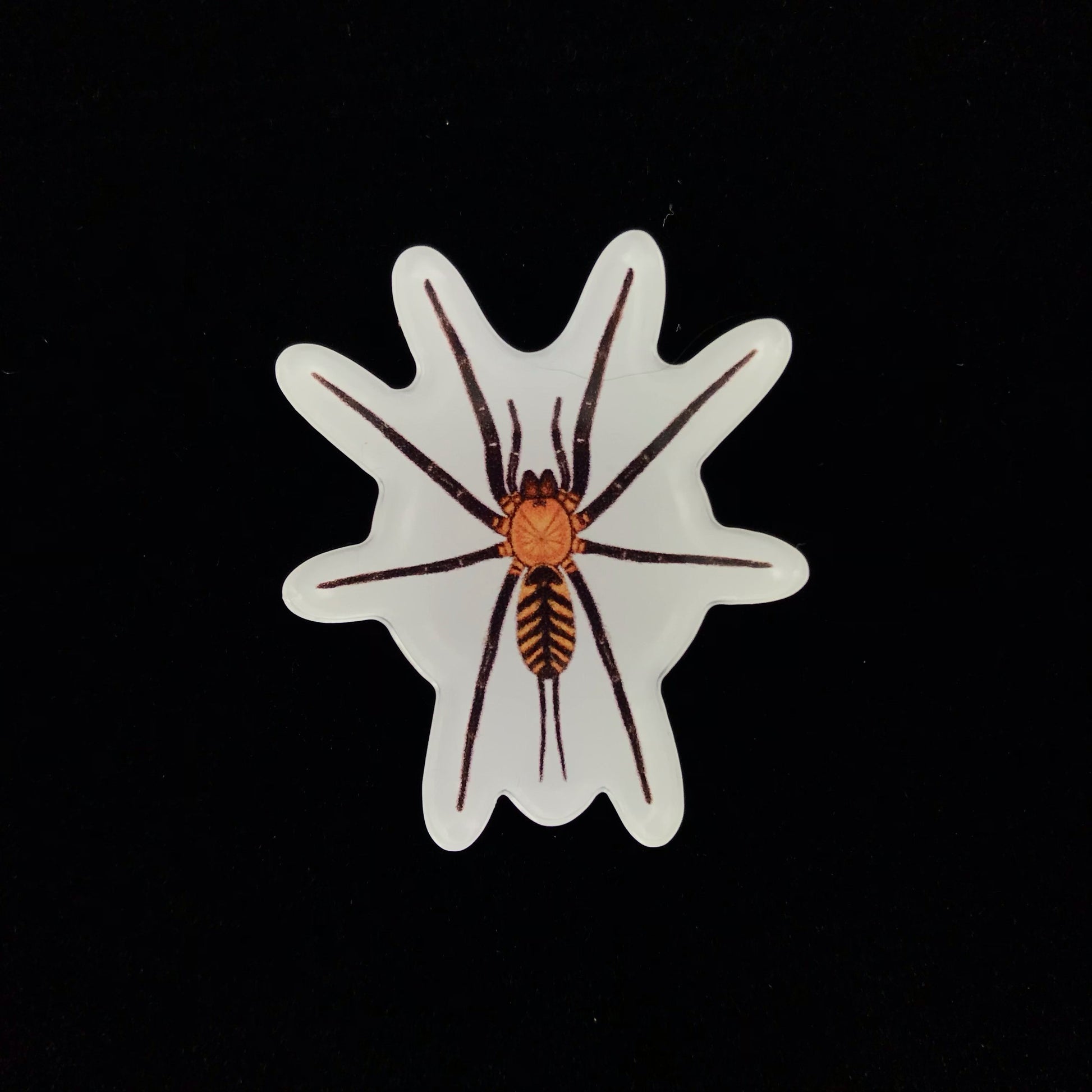 Tiger Curtain Web Spider Acrylic Magnet Enclosure Tag (Linothele fallax) from The Silk Ranch / The Morph Archive
