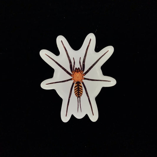Tiger Curtain Web Spider Acrylic Magnet Enclosure Tag (Linothele fallax) from The Silk Ranch / The Morph Archive