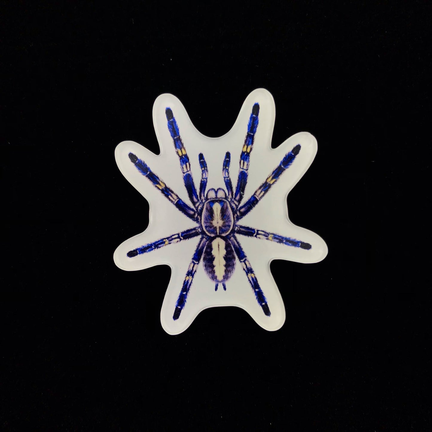 Gooty Sapphire Tarantula Acrylic Magnet Enclosure Tag (Poecilotheria metallica) from The Silk Ranch / The Morph Archive