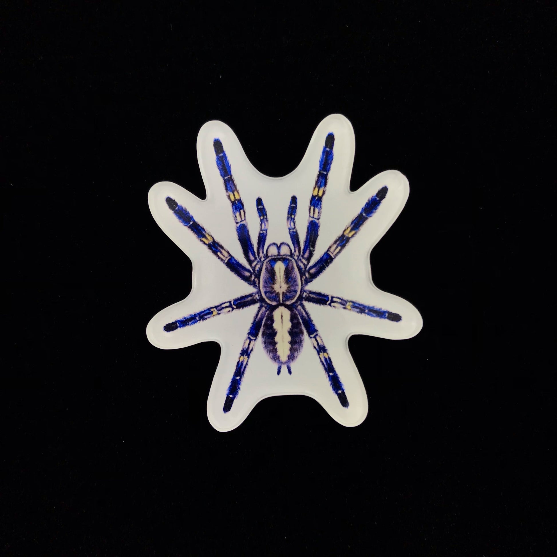 Gooty Sapphire Tarantula Acrylic Magnet Enclosure Tag (Poecilotheria metallica) from The Silk Ranch / The Morph Archive