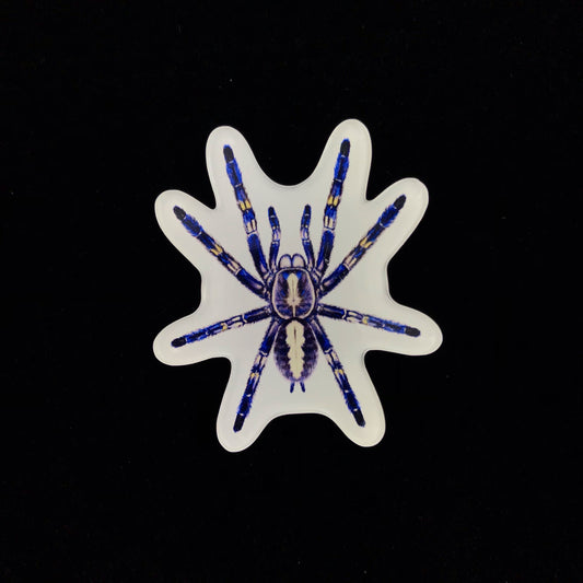 Gooty Sapphire Tarantula Acrylic Magnet Enclosure Tag (Poecilotheria metallica) from The Silk Ranch / The Morph Archive
