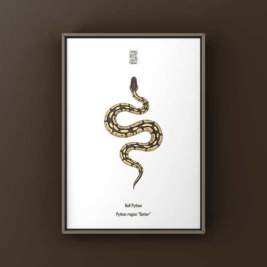Butter Ball Python Art Print from The Silk Ranch