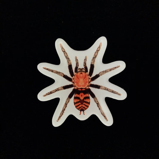 Guatemalan Tiger Rump Tarantula Acrylic Magnet Enclosure Tag (Davus pentaloris) from The Silk Ranch / The Morph Archive