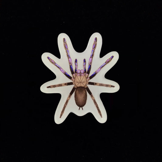 Electric Blue Tarantula Acrylic Magnet Enclosure Tag (Chilobrachys natanicharum) from The Silk Ranch / The Morph Archive