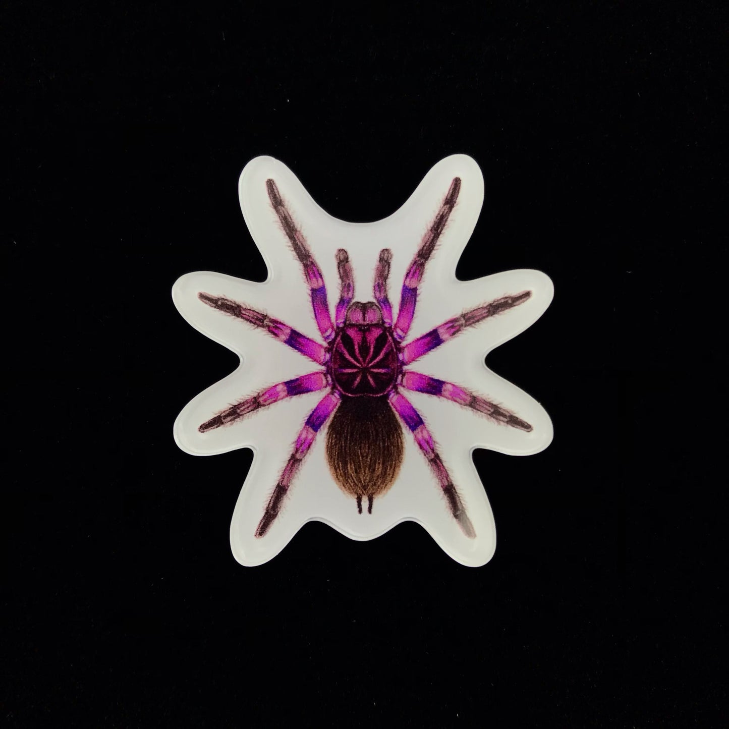 Pink Bloom Tarantula Acrylic Magnet Enclosure Tag (Pamphobeteus sp. Platyomma) from The Silk Ranch / The Morph Archive