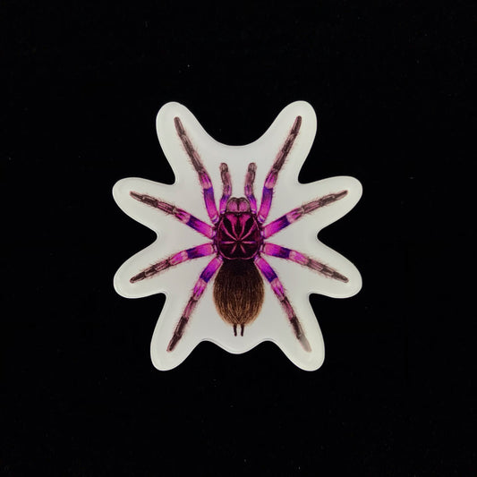 Pink Bloom Tarantula Acrylic Magnet Enclosure Tag (Pamphobeteus sp. Platyomma) from The Silk Ranch / The Morph Archive