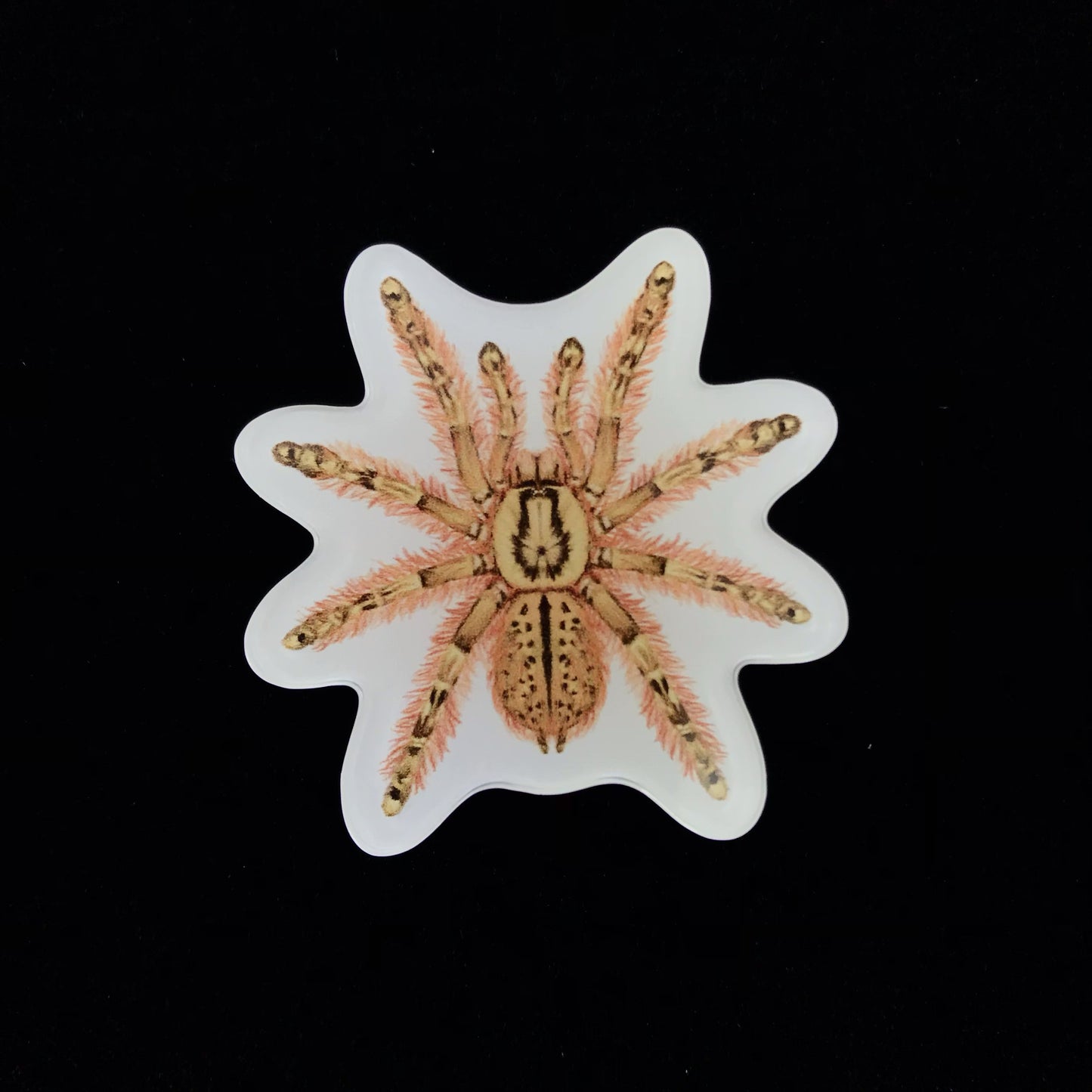Feather Leg Baboon Tarantula Acrylic Magnet Enclosure Tag (Stromatopelma calceatum) from The Silk Ranch / The Morph Archive